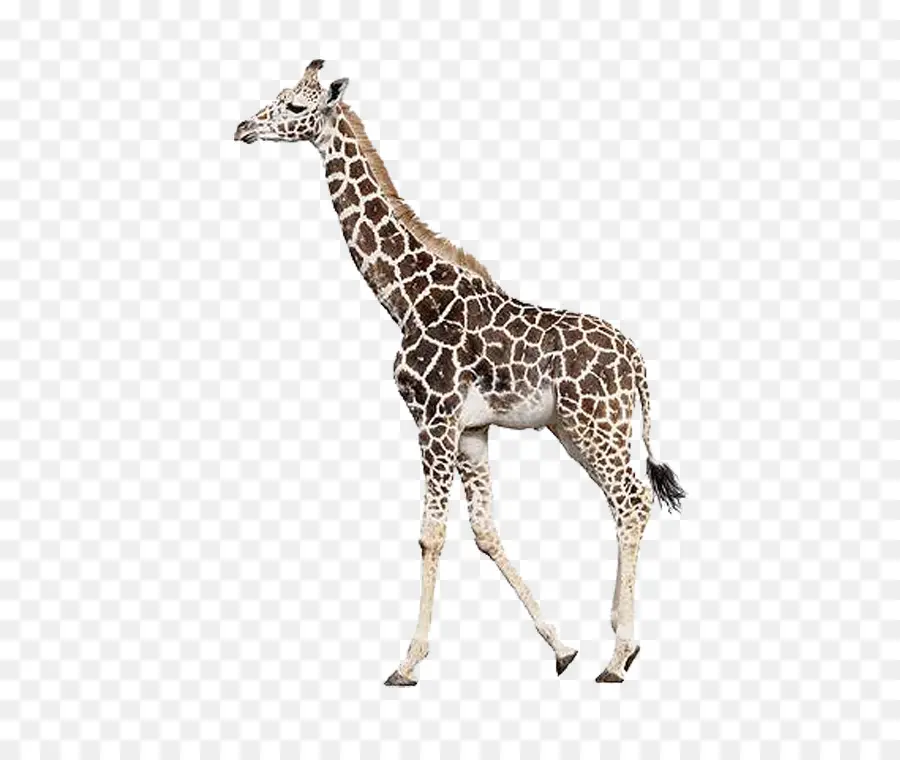 Girafa，Pontos PNG