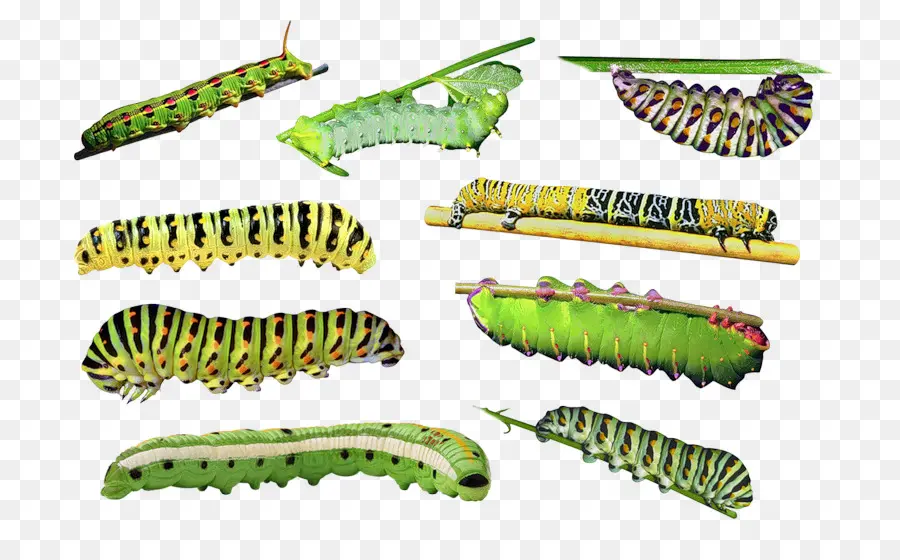 Caterpillar，Besouro PNG