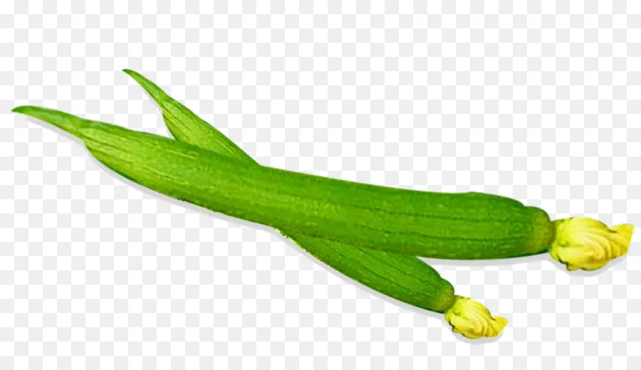 A Luffa，Vegetal PNG