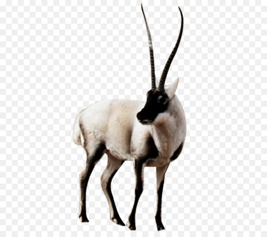 Antelope，Antílope Tibetano PNG