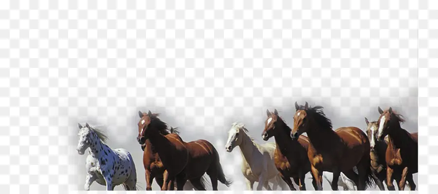 Cavalos Correndo，Cavalos PNG