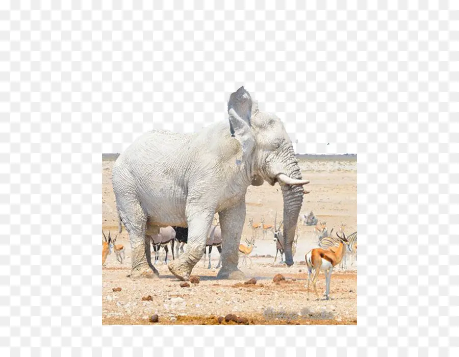 Nebrownii，Elefante Branco PNG