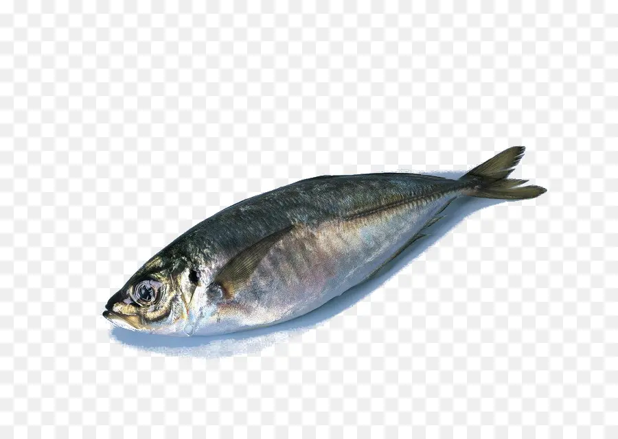 Peixe，Peixes De águas Profundas PNG
