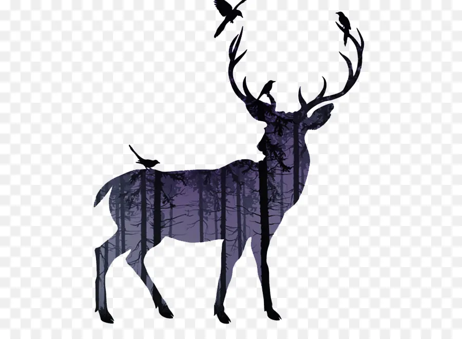 Veado，Whitetailed Veado PNG