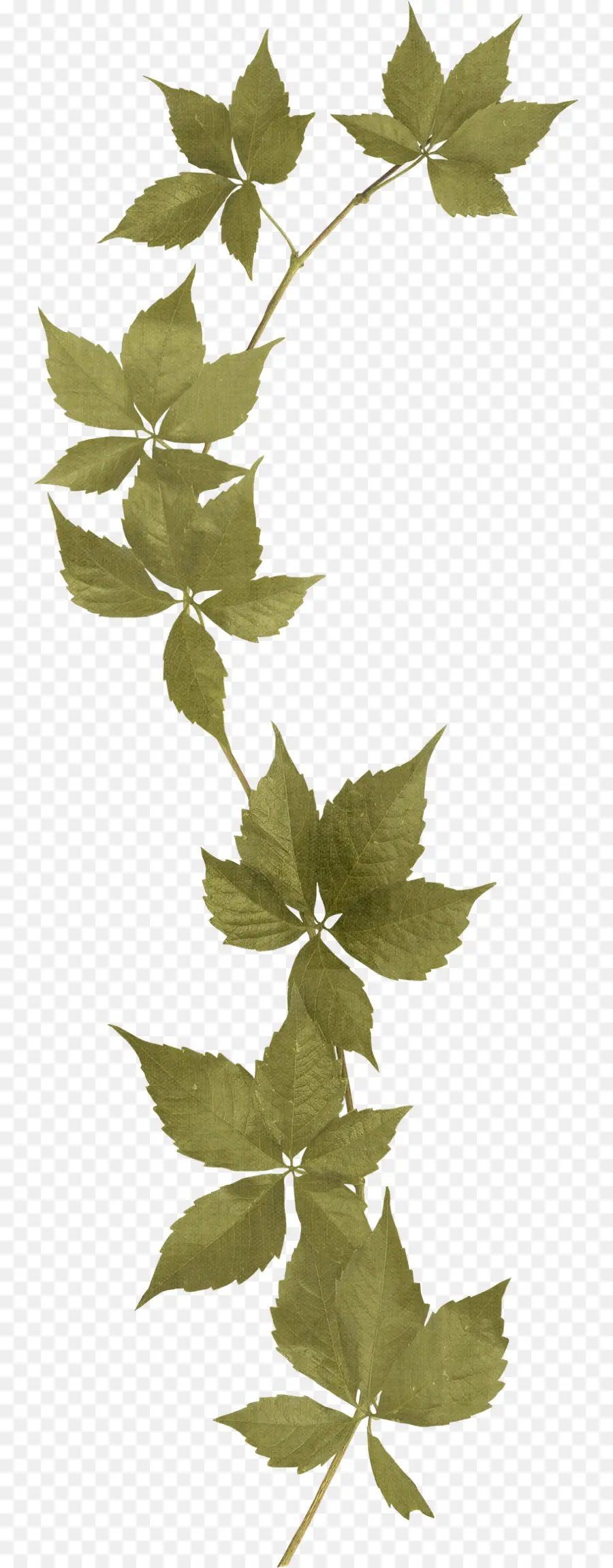 Folhas Verdes，Plantar PNG