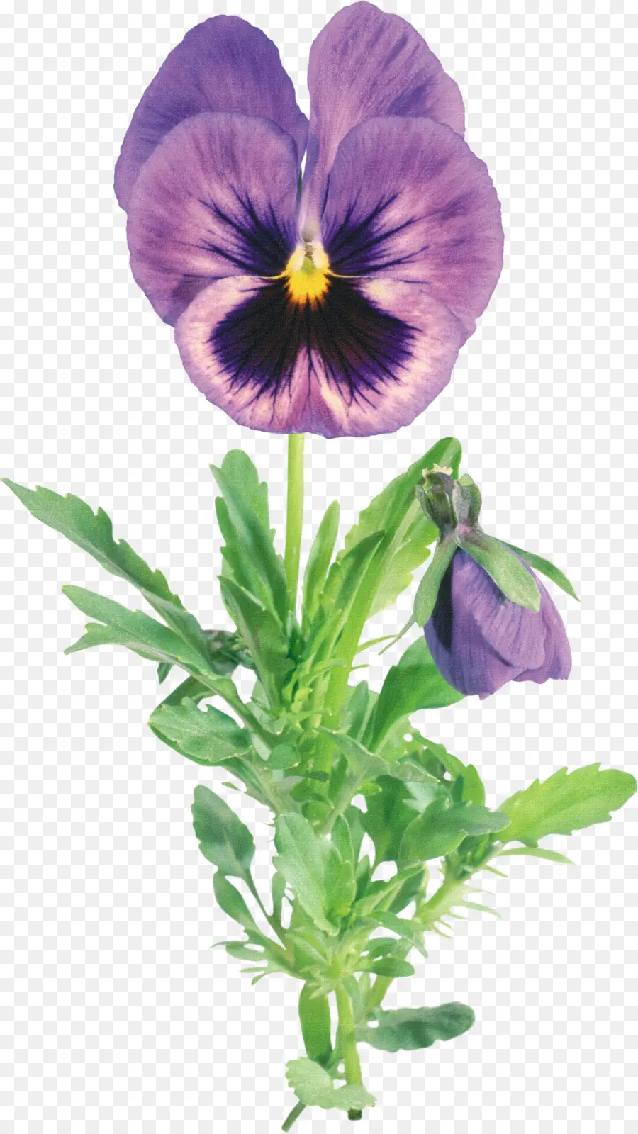 Viola Tricolor，Quadro De Imagem PNG