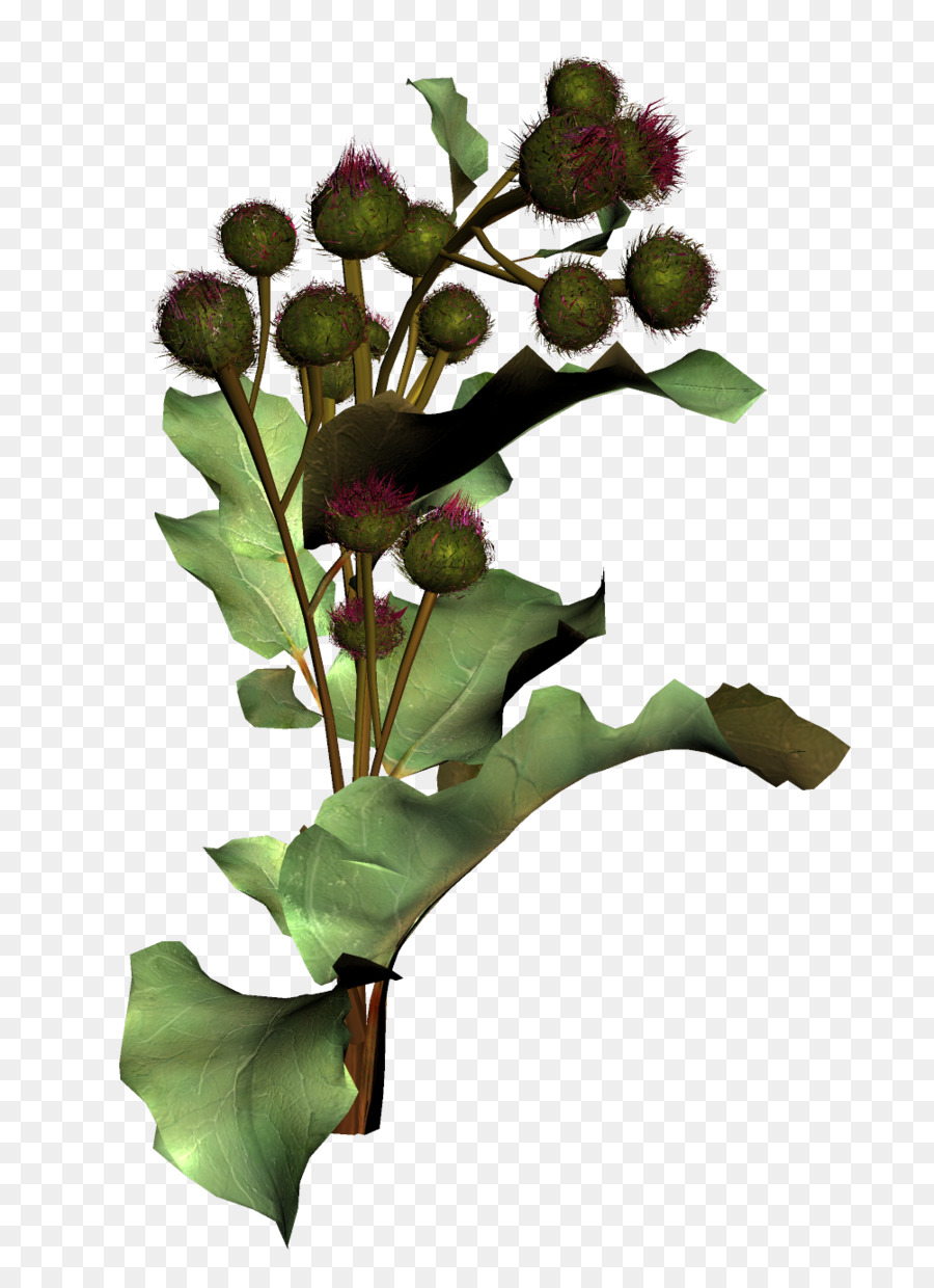 Planta De Bardana，Erva PNG