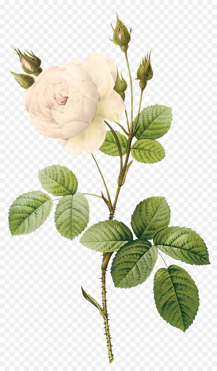 Rosa，Flor PNG