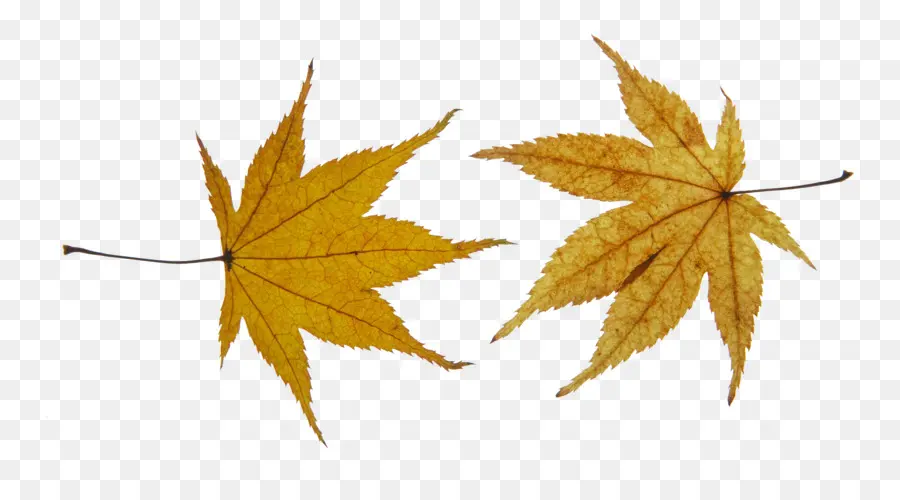 Maple Leaf，Folha PNG