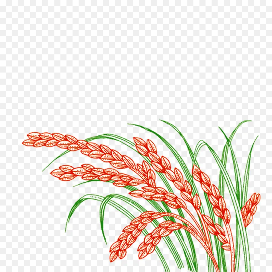 Planta De Arroz，Grão PNG