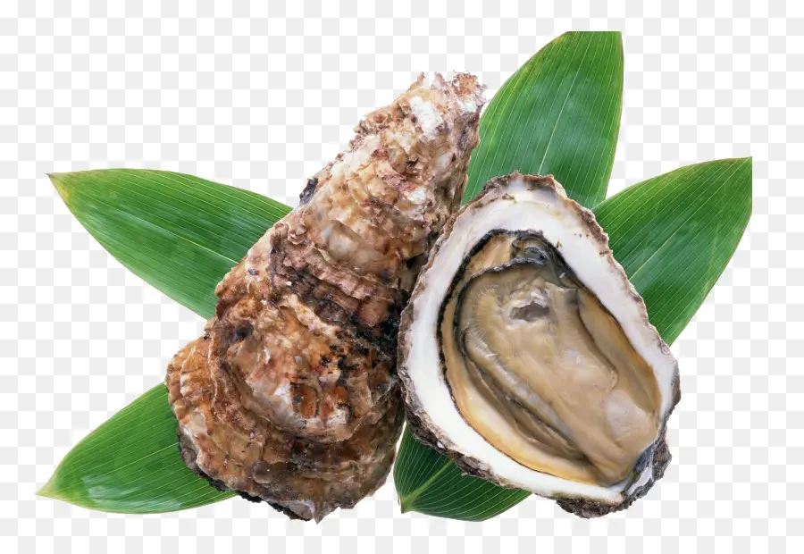 Ostras，Frutos Do Mar PNG