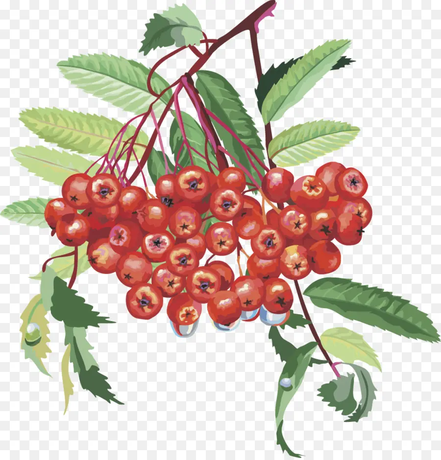 Sorbus Aucuparia，Rosaceae PNG