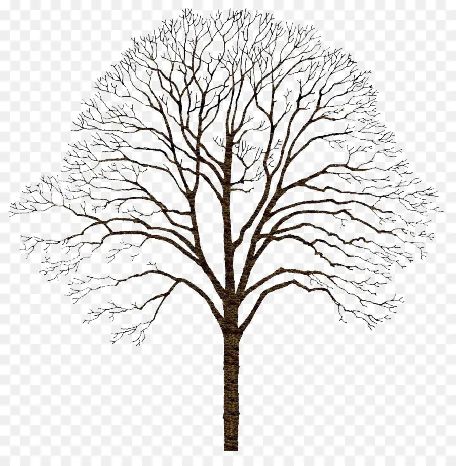 árvore，Inverno PNG