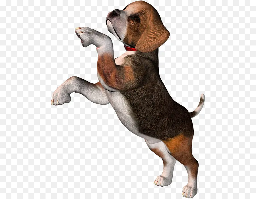 Beagle，Filhote De Cachorro PNG