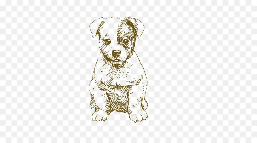 Jack Russell Terrier，Desenho PNG