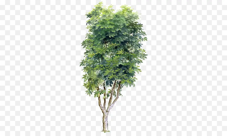 árvore，Prunus PNG