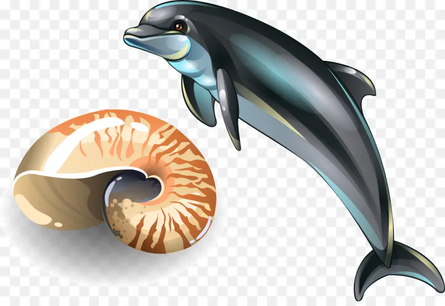 Seashell，Desenho PNG