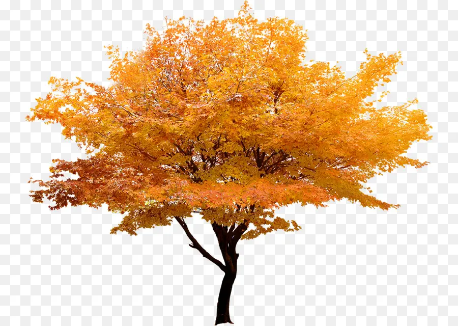 Red Maple，Japonês Maple PNG