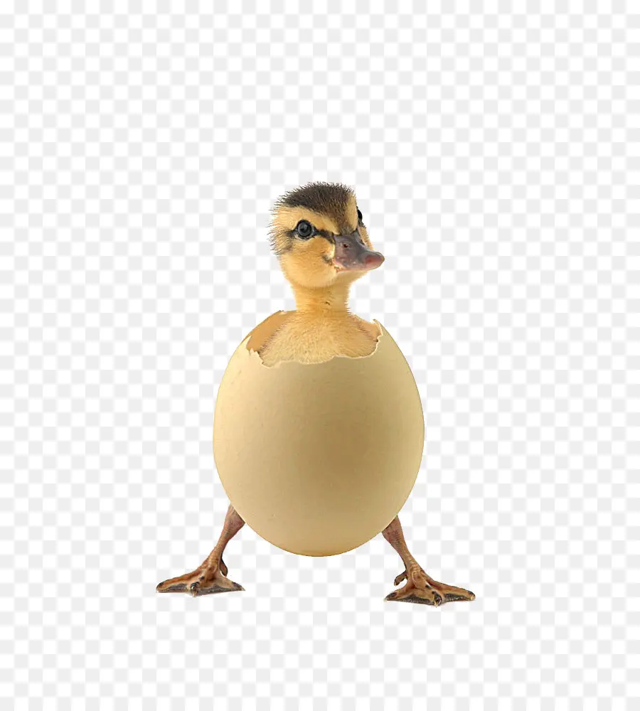 Patinho No Ovo，Pato PNG