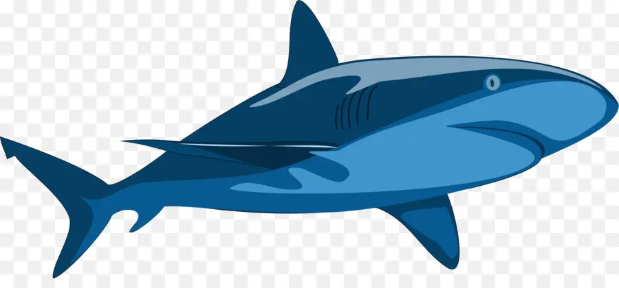 Shark Jaws，Tubarão PNG
