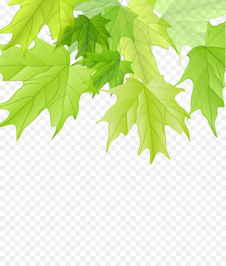 Maple Leaf，Verde PNG
