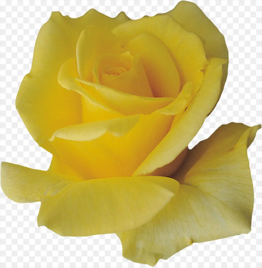 Rosa Amarela，Florescer PNG