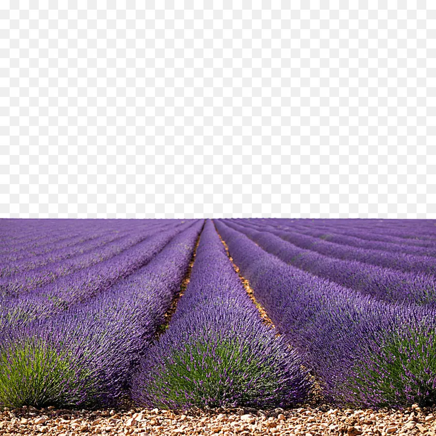 Campo De Lavanda，Flores PNG