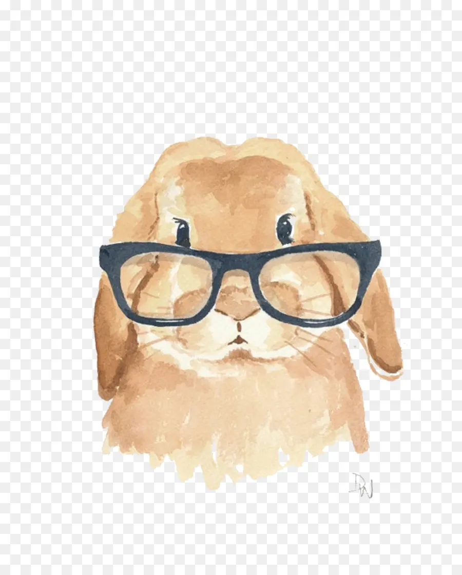 Holland Lop，Coelho PNG