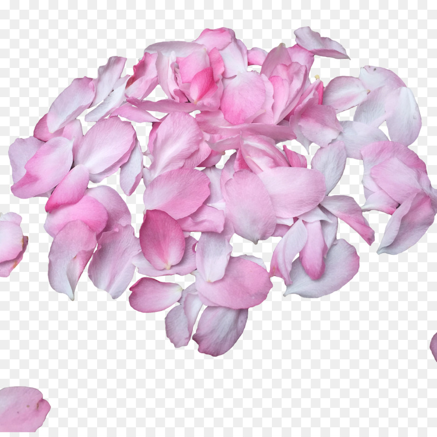 Flores Cor De Rosa，Pétalas PNG