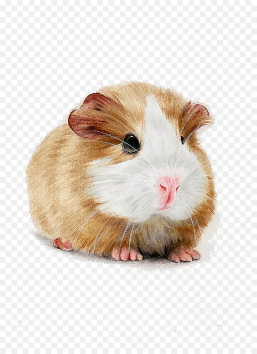 Skinny Porco，Hamster PNG
