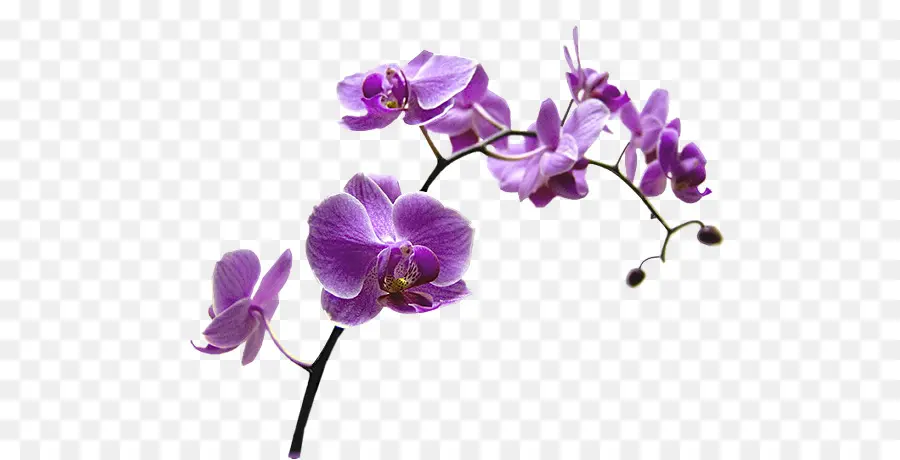 Orquídeas Vermelhas，Pétalas PNG