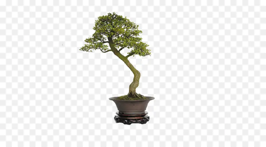 Árvore Bonsai，Miniatura PNG