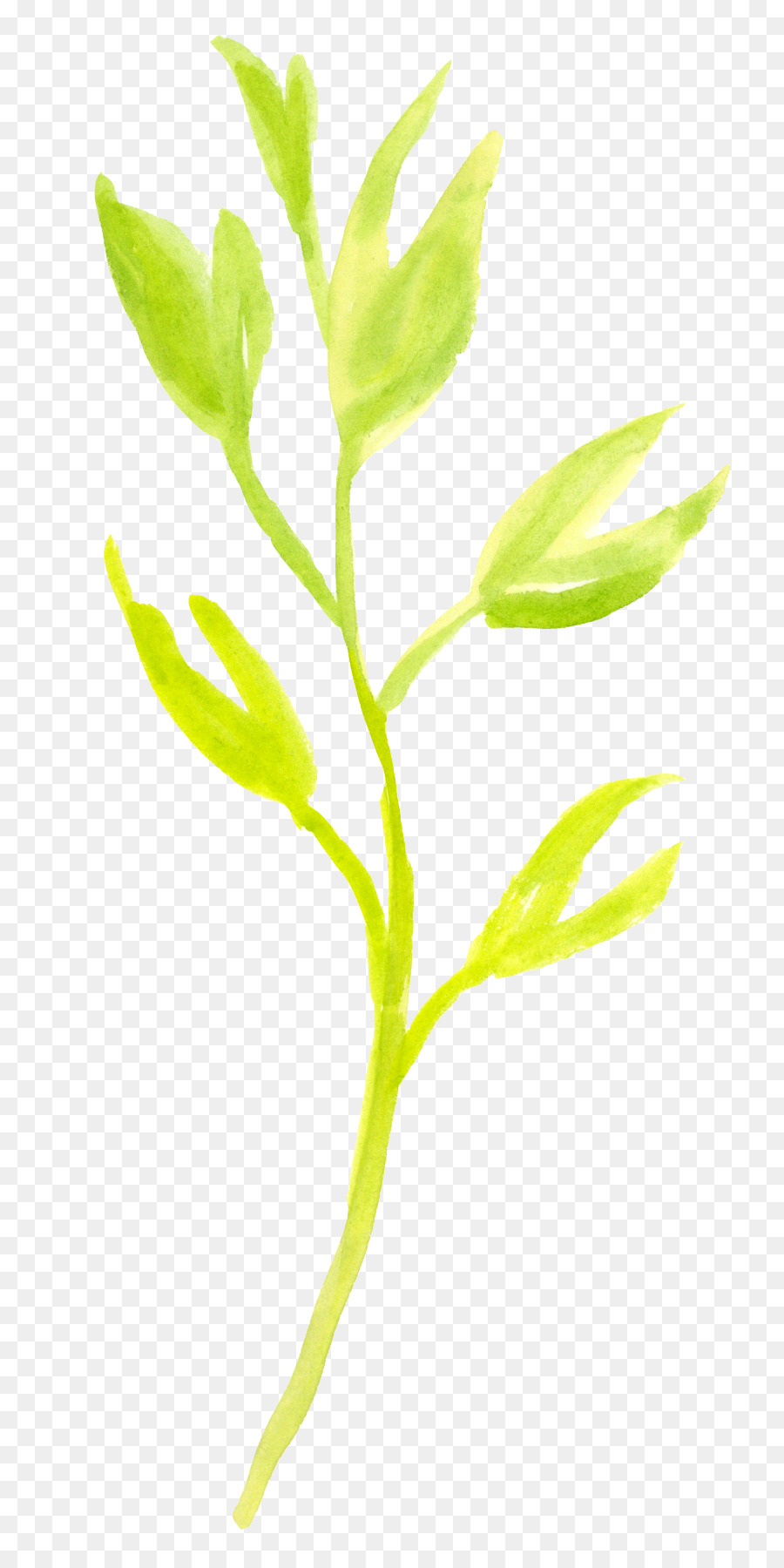 Folhas Verdes，Natureza PNG