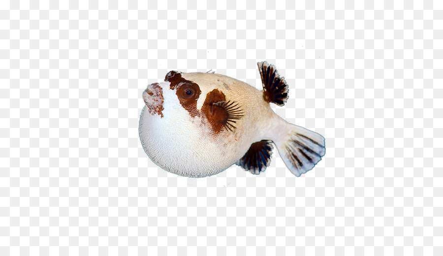 Peixe，Aquariofilia PNG