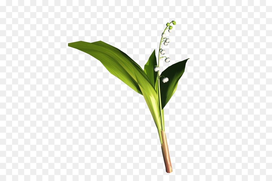 Flor，Tronco PNG