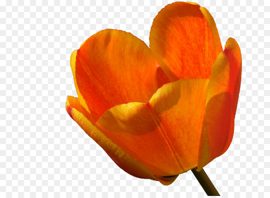 Tulip，Closeup PNG