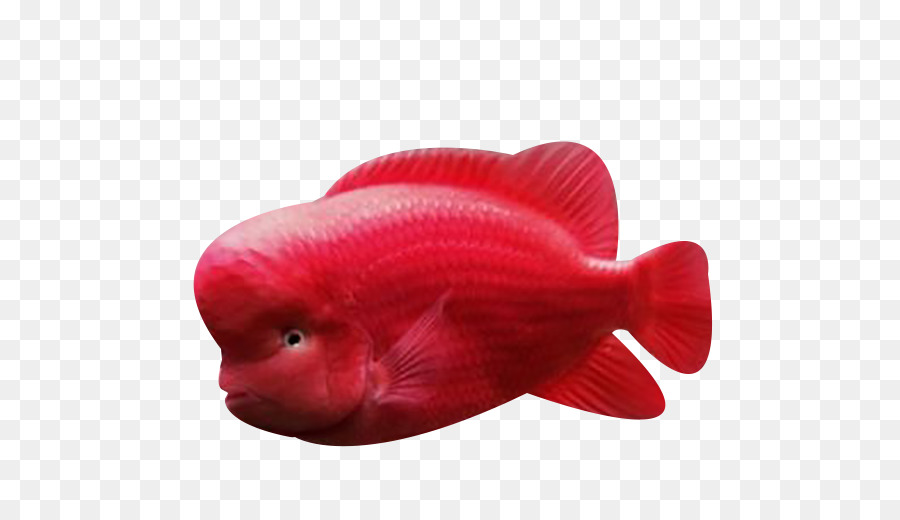 Vermelho，Peixe PNG