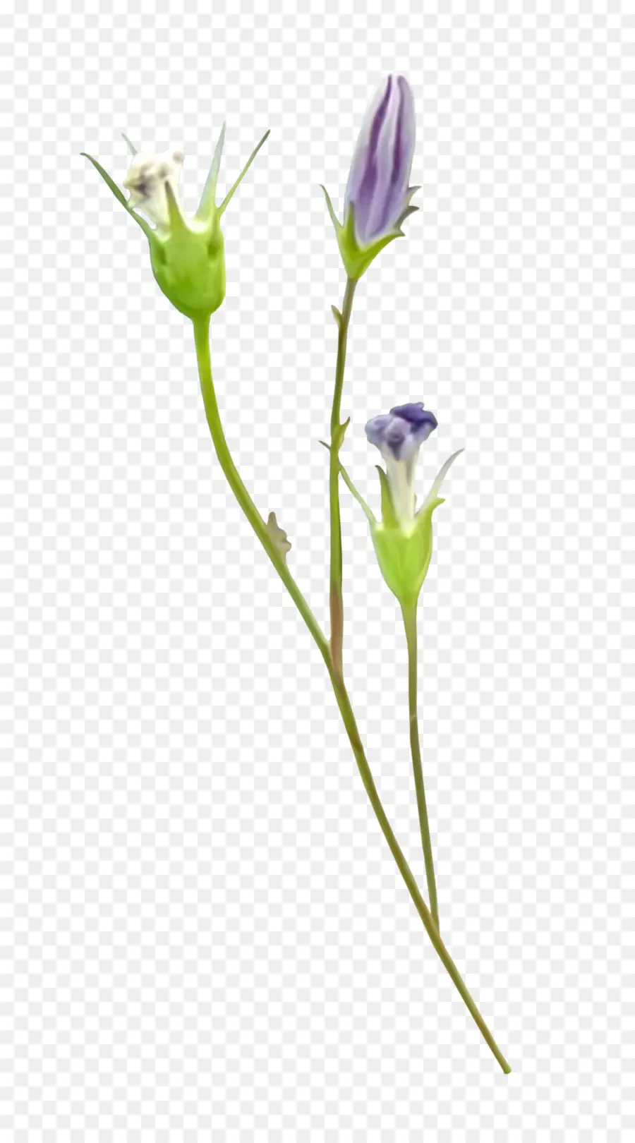 Flor Roxa，Florescer PNG