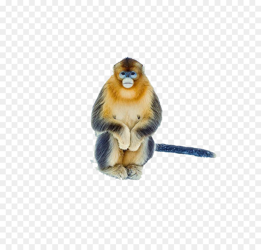 Macaco Dourado，Realista PNG