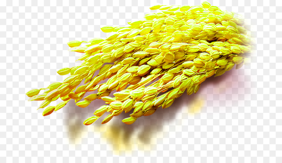 Arroz Amarelo，Grão PNG