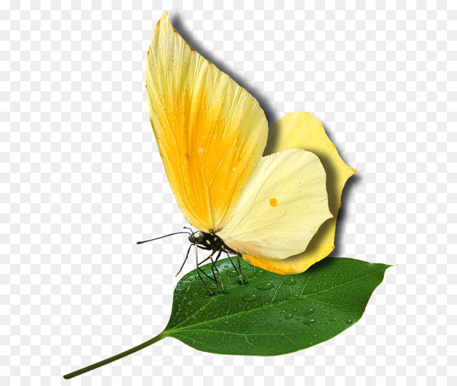 Borboleta Amarela，Folha PNG