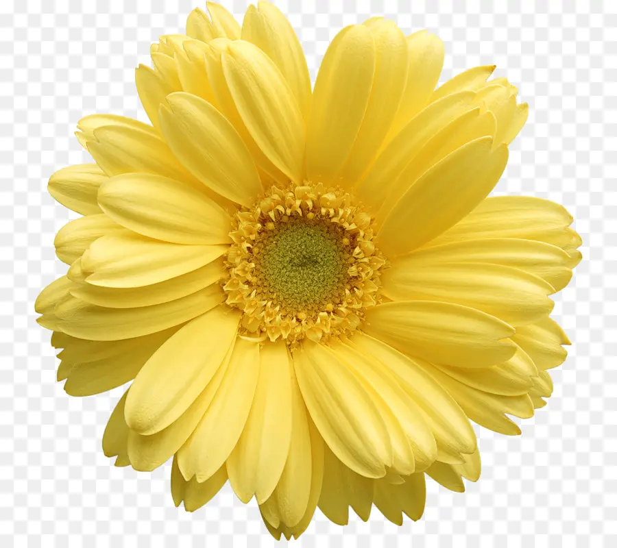 Amarelo，Flor PNG