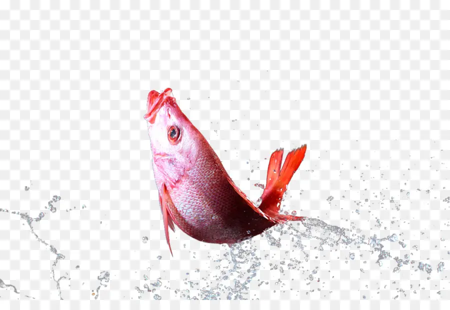 Peixe，Drop PNG