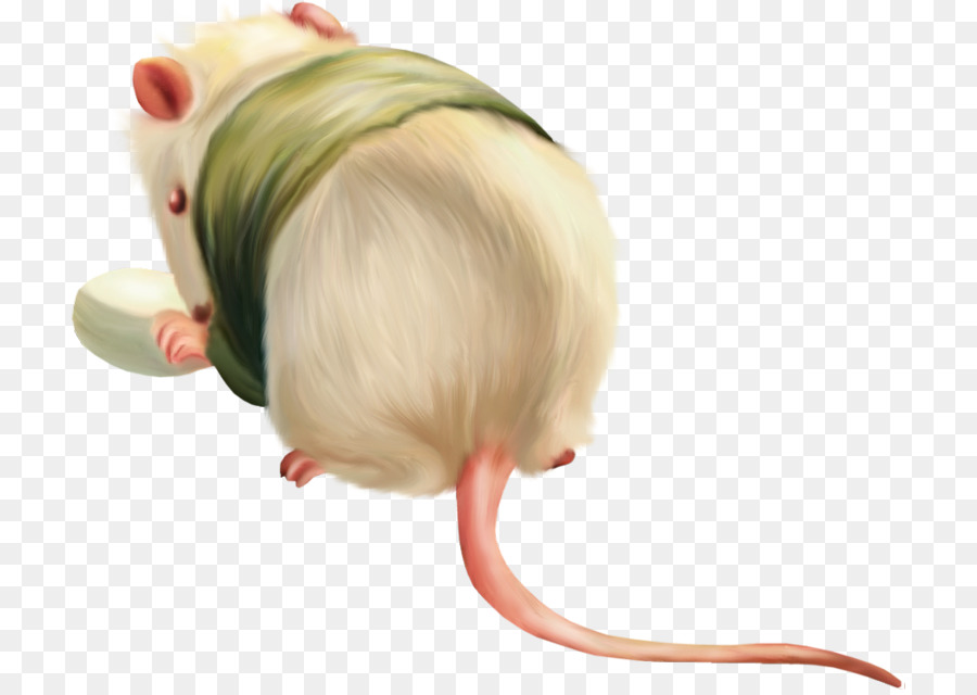 Rato，Roedor PNG