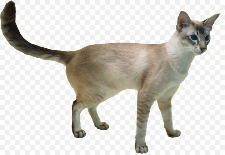 Gato，Bicho De Estimação PNG