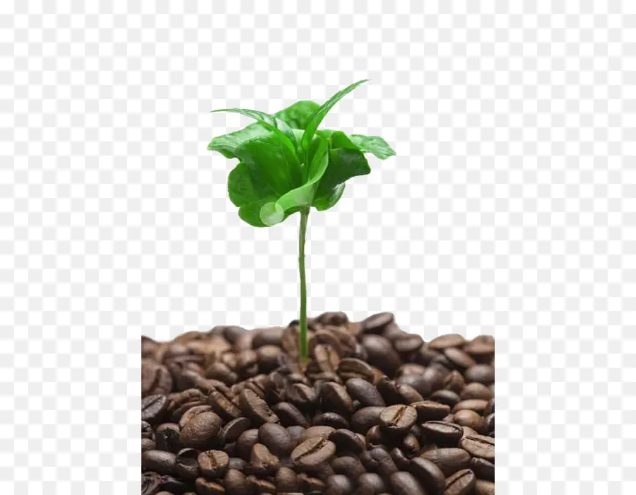 Planta De Café，Feijões PNG