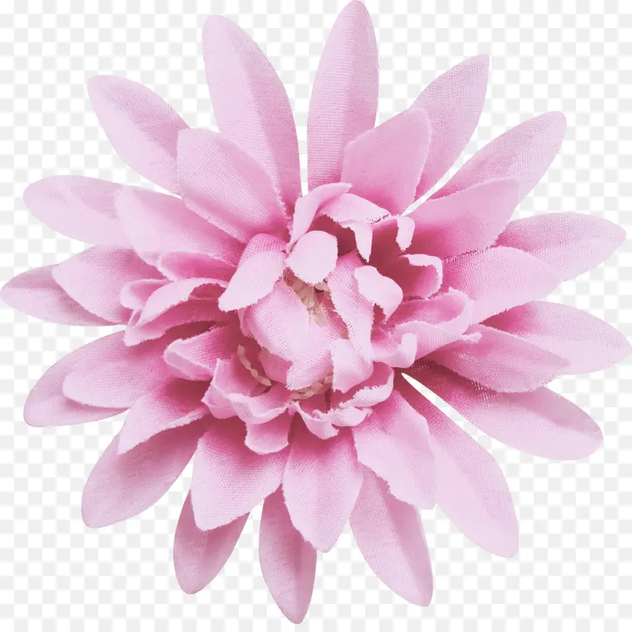 Flor Branca，Florescer PNG