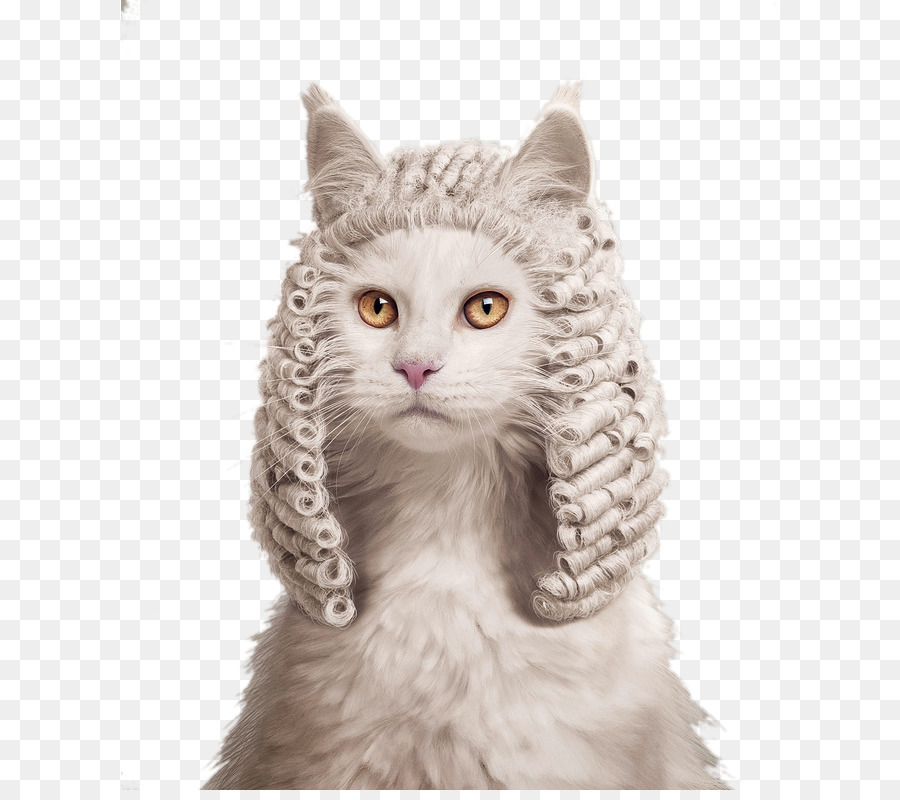 Gato Com Peruca，Branco PNG