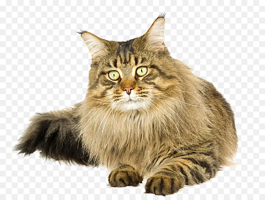 Maine Coon，Gatinho PNG