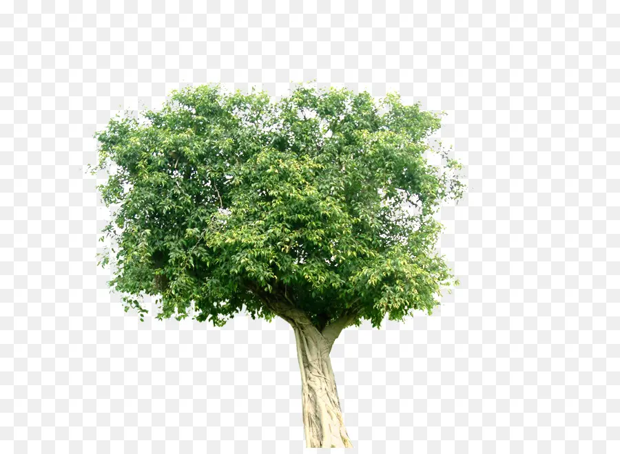 Paisagem，árvore PNG